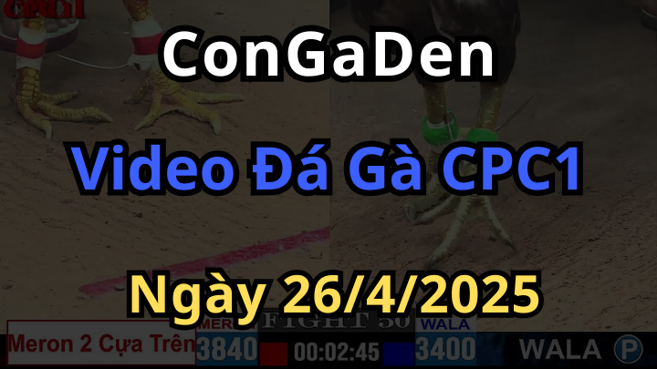 Video Đá Gà CPC1 Thomo Ngày 26/4/2025