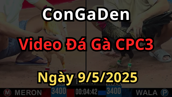 Phát lại Đá Gà Trực Tiếp CPC3 ngày 9/5/2025