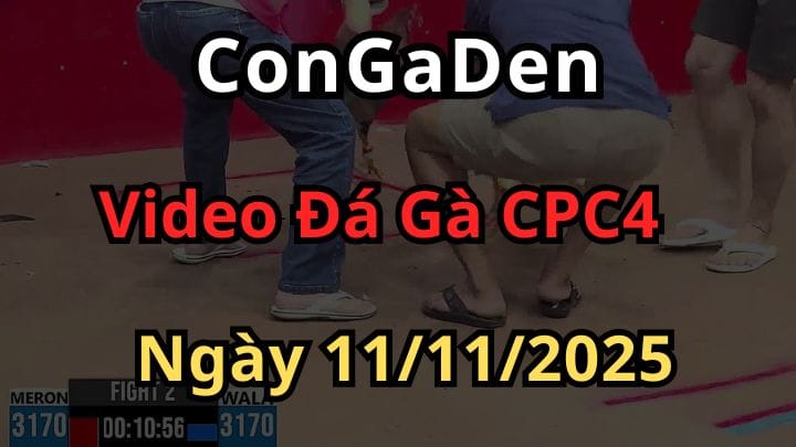 Full Trận Đá Gà CPC4 Trực Tiếp Ngày 11/11/2025