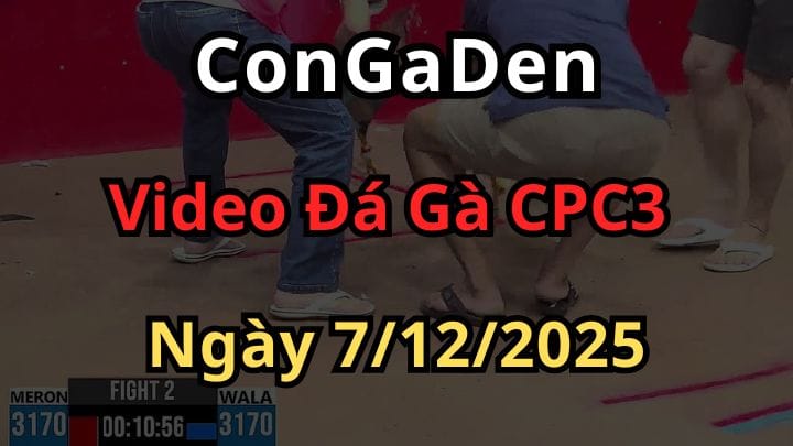 Video Đá Gà Trực Tiếp CPC3 ngày 14/12/2025